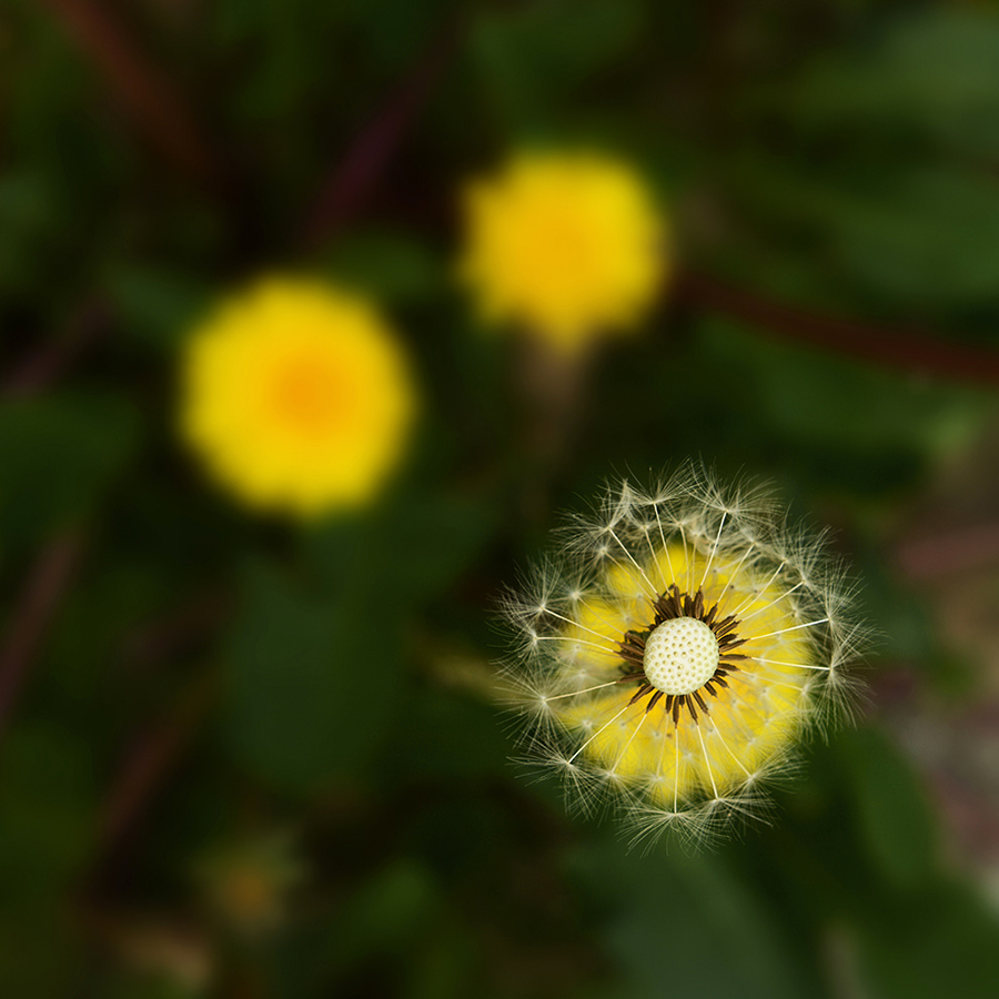 μ��̲ʢ�����ѹ�Ӣ