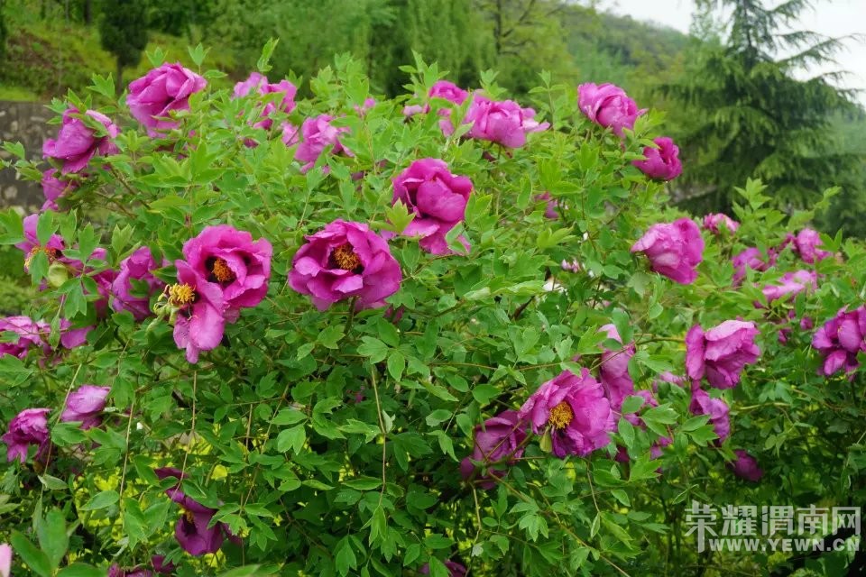 μ�ϡ�����ͬ�л��⡿4��24�հ���Ȫĵ��Է+����ɽ����һ����