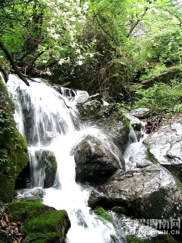 ����Խ���롿����4��30�š�ţ������ɭ�ֹ�԰һ�����й۾���