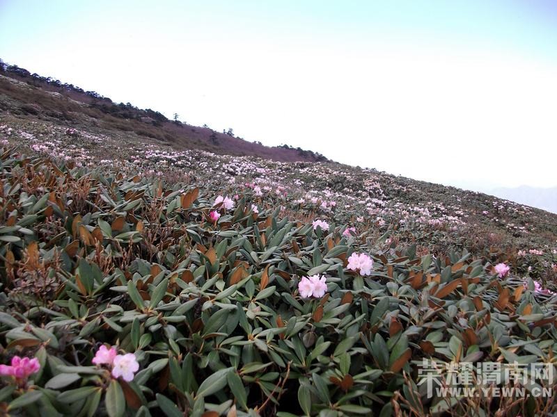 ����Խ���롿����4��30�š�ţ������ɭ�ֹ�԰һ�����й۾���