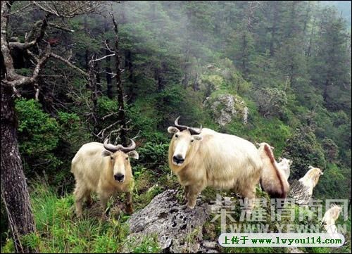 ����Խ���롿����4��30�š�ţ������ɭ�ֹ�԰һ�����й۾���