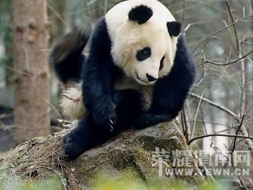 ����Խ���롿����4��30�š�ţ������ɭ�ֹ�԰һ�����й۾���