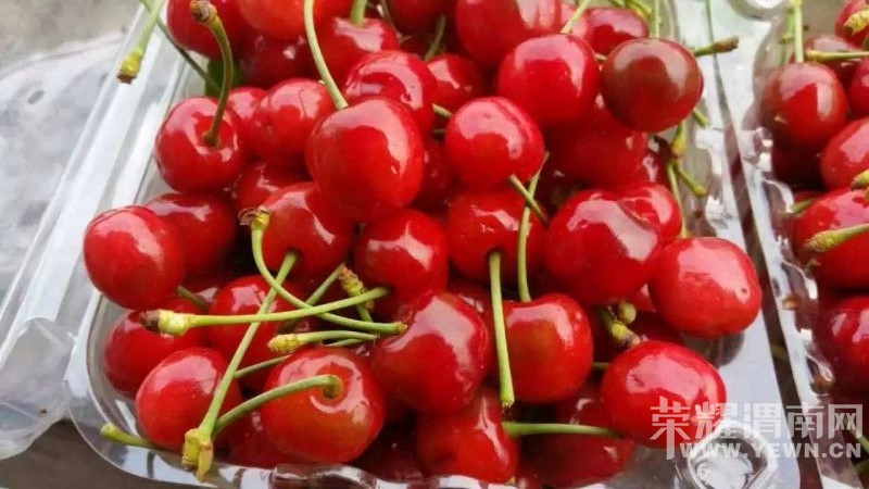 ������ɽ��ӣ����԰�죬��ĩ��������ժ��