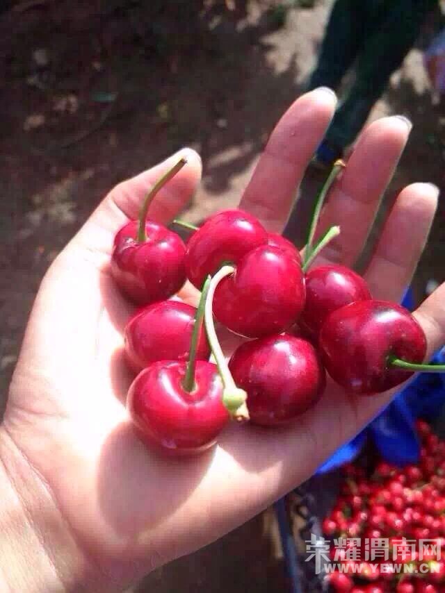 ������ɽ��ӣ����԰�죬��ĩ��������ժ��