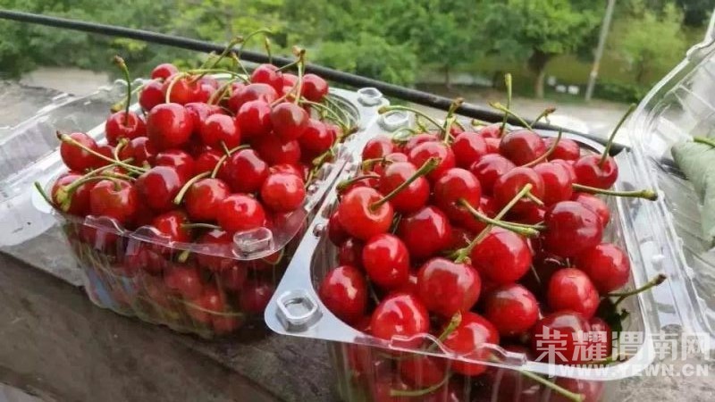 ������ɽ��ӣ����԰�죬��ĩ��������ժ��