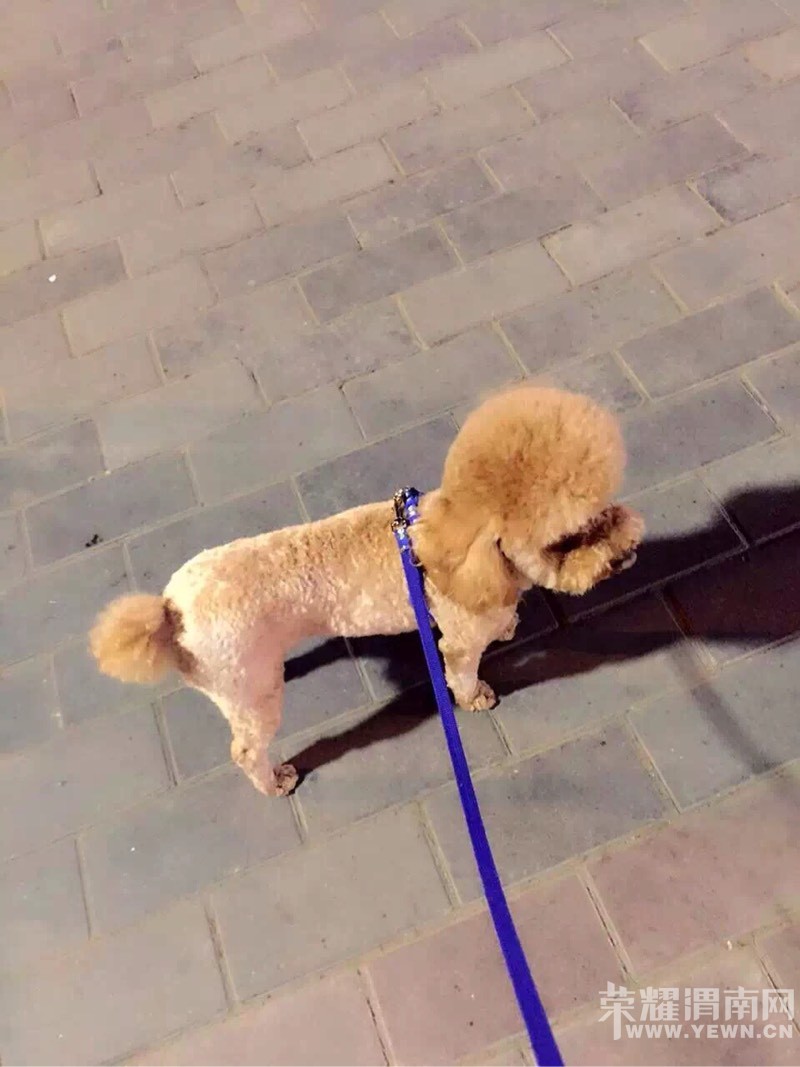 Ѱ�����Ҽ��椣�һ��ɫ̩�ϣ�5��4�ն��ˣ�������