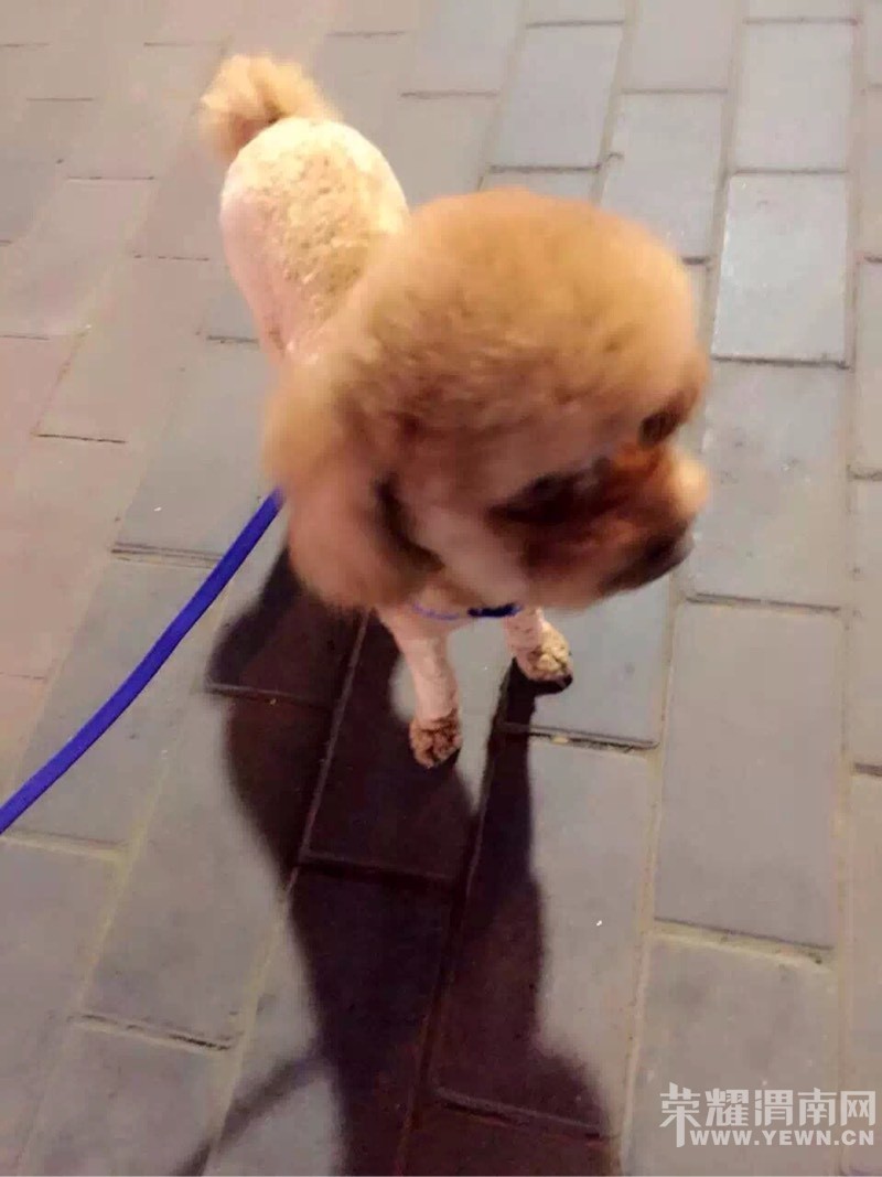 Ѱ�����Ҽ��椣�һ��ɫ̩�ϣ�5��4�ն��ˣ�������