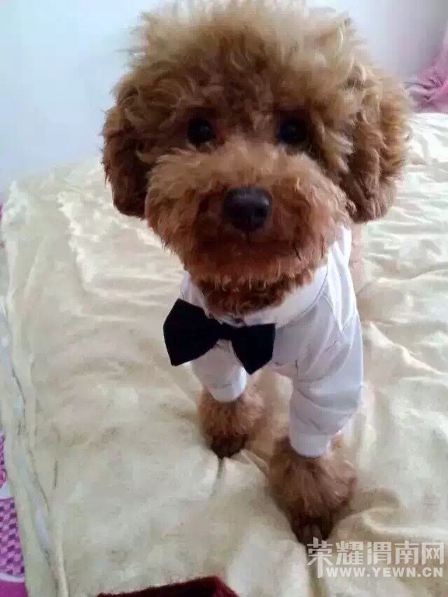 Ѱ�����Ҽ��椣�һ��ɫ̩�ϣ�5��4�ն��ˣ�������