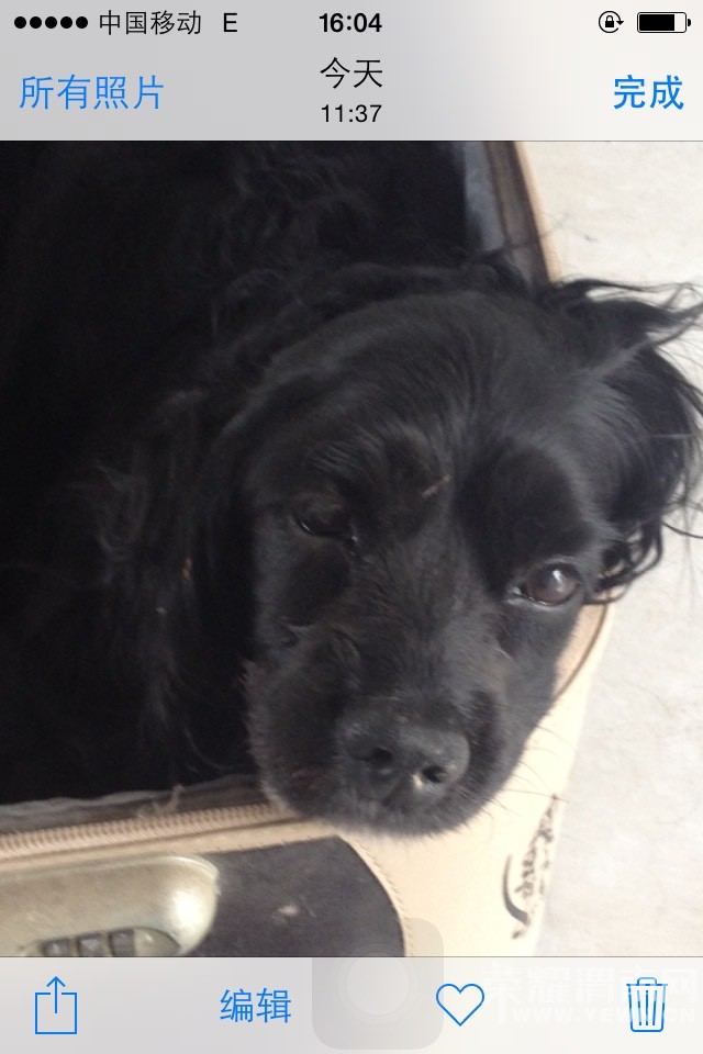 ������վ��·��һֻ���ﹷ����֪����˭�ҵģ�