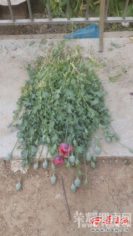 ǧ�ģ�μ�ϻ���һ70����̫��Ժ�����֣�󿣡�ڣ���ͼ�� 