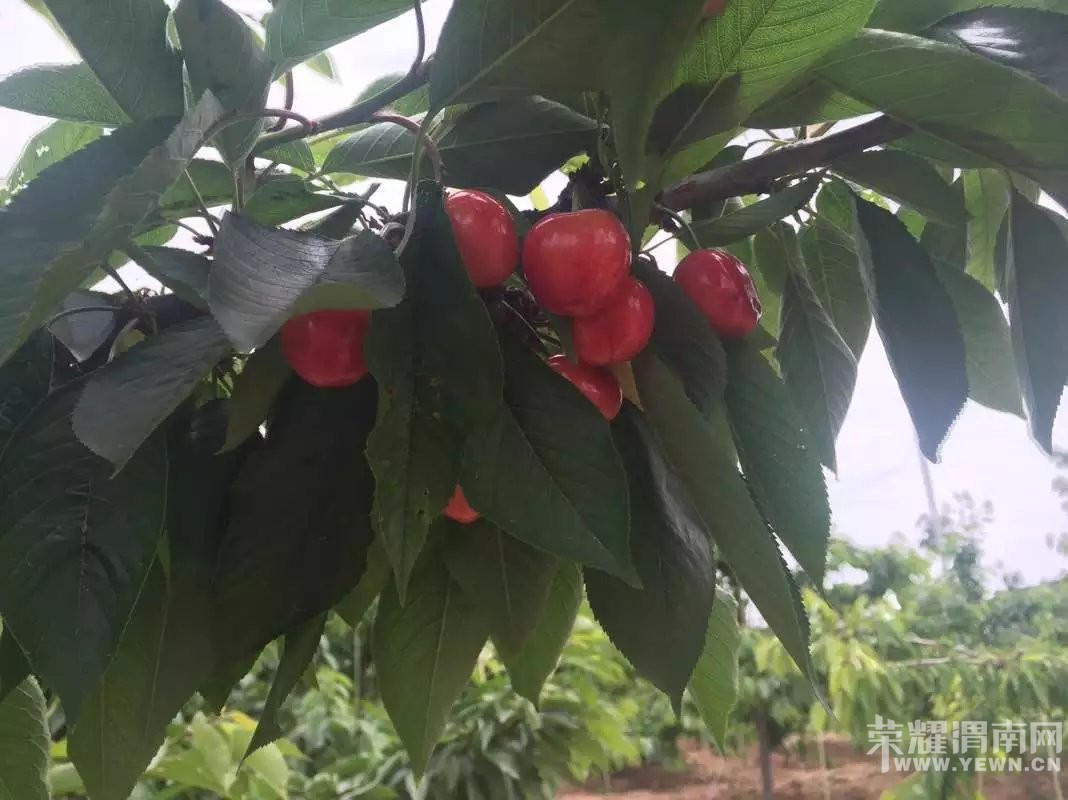 μ�ϸ�������ӣ�Ҳ�ժ԰����԰������ӭ��λǰ����ժƷ��