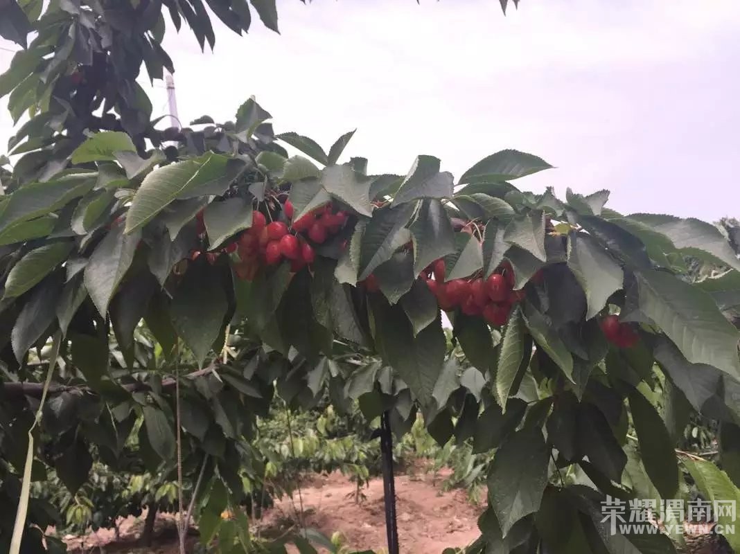 μ�ϸ�������ӣ�Ҳ�ժ԰����԰������ӭ��λǰ����ժƷ��