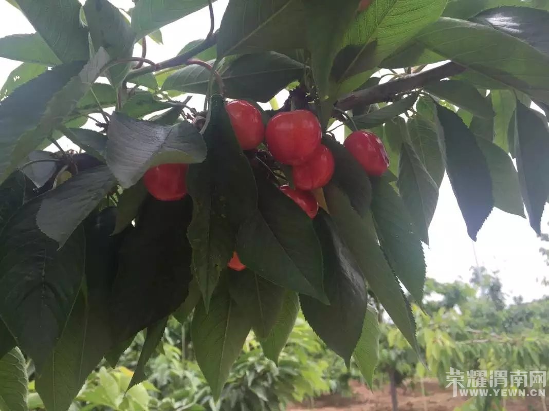 μ�ϸ�������ӣ�Ҳ�ժ԰����԰������ӭ��λǰ����ժƷ��