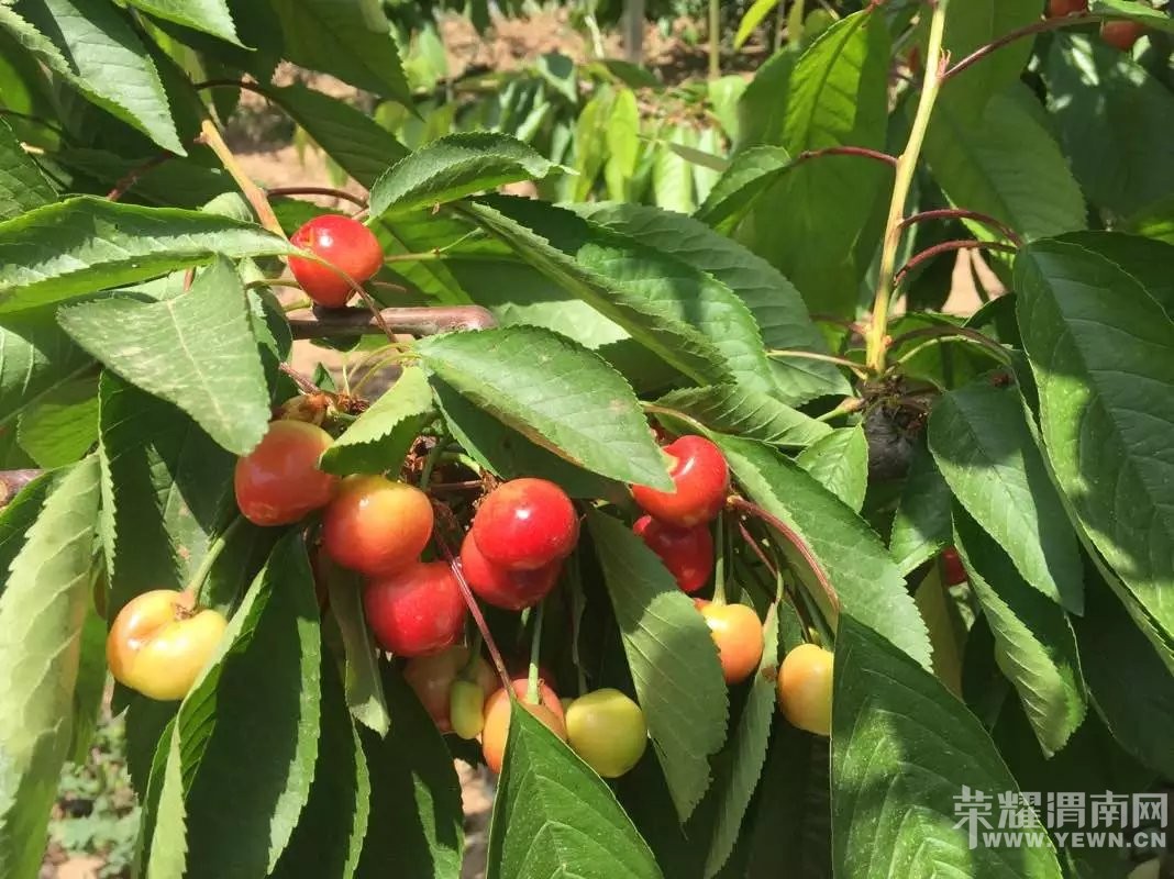 μ�ϸ�������ӣ�Ҳ�ժ԰����԰������ӭ��λǰ����ժƷ��