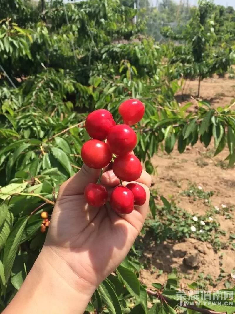 μ�ϸ�������ӣ�Ҳ�ժ԰����԰������ӭ��λǰ����ժƷ��