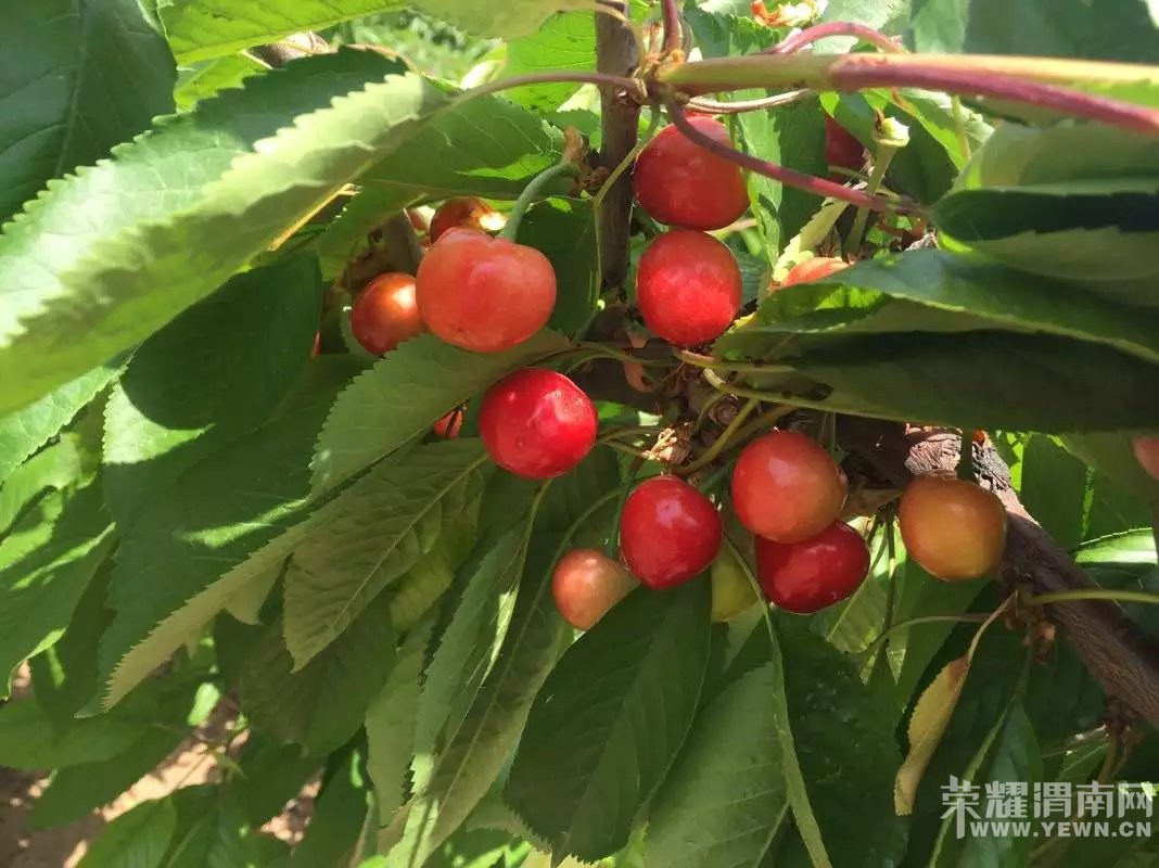 μ�ϸ�������ӣ�Ҳ�ժ԰����԰������ӭ��λǰ����ժƷ��