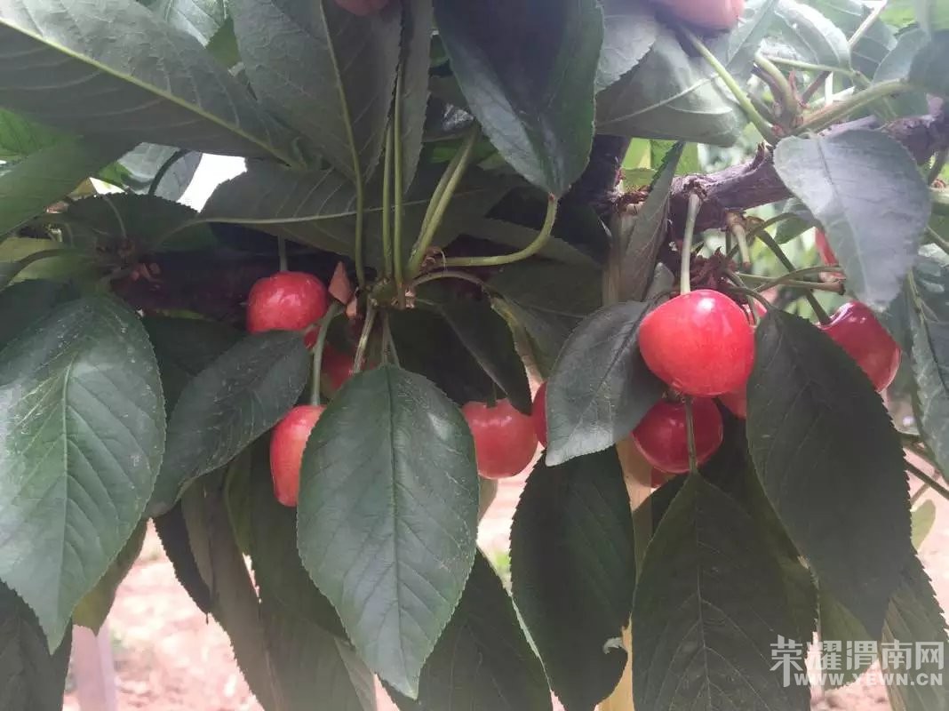 μ�ϸ�������ӣ�Ҳ�ժ԰����԰������ӭ��λǰ����ժƷ��