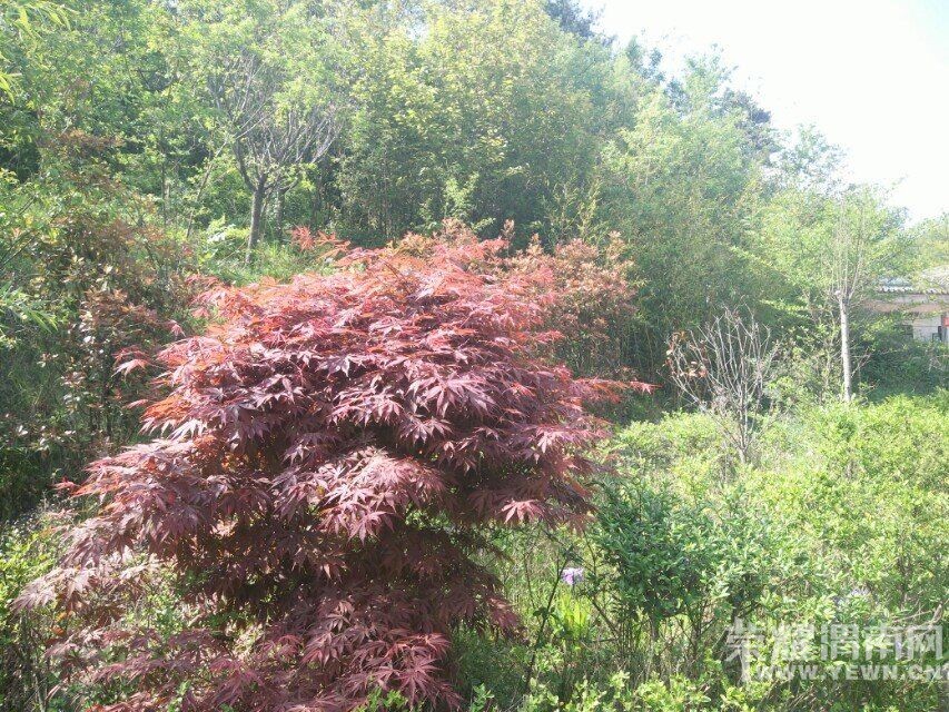 ��μ���߲ʻ��⡿5��19(�����ģ���˿��Ͽ������һ��