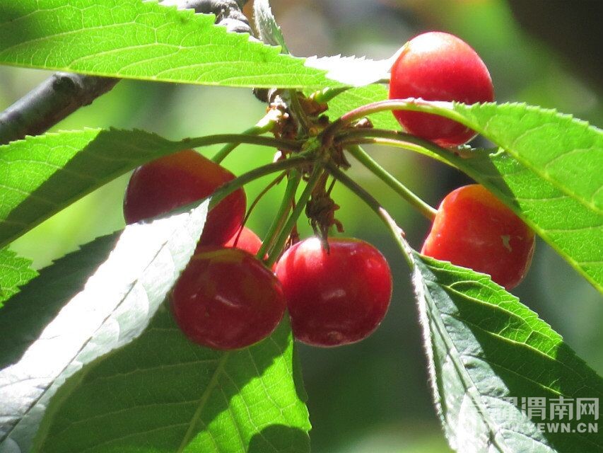 ��μ���߲����Ρ���5��15�ţ������գ���¹ԭ�ﾨ�㹵�����񺣡��ժӣ��һ����