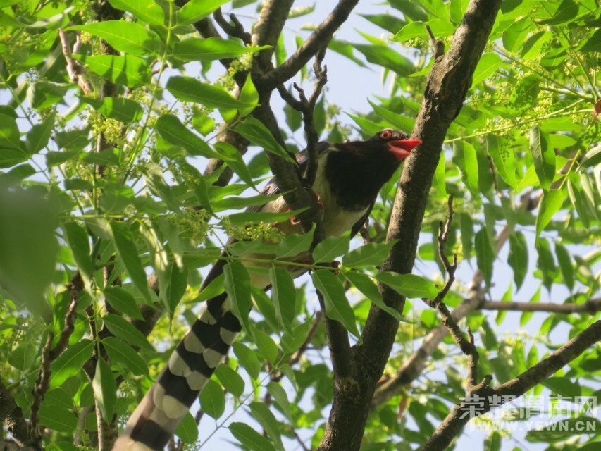 ��μ���߲����Ρ���5��18�ţ�����������¹ԭ�ﾨ�㹵�����񺣡��ժӣ��һ����