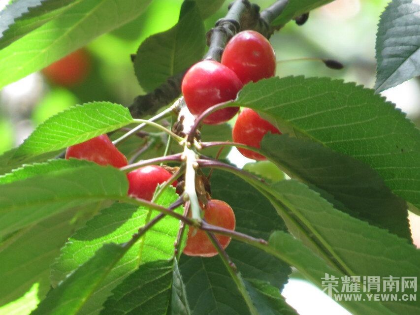 ��μ���߲����Ρ�5��22�գ������գ�����������ƺӶɿڡ�ӣ�Ҳ�ժ԰����һ����