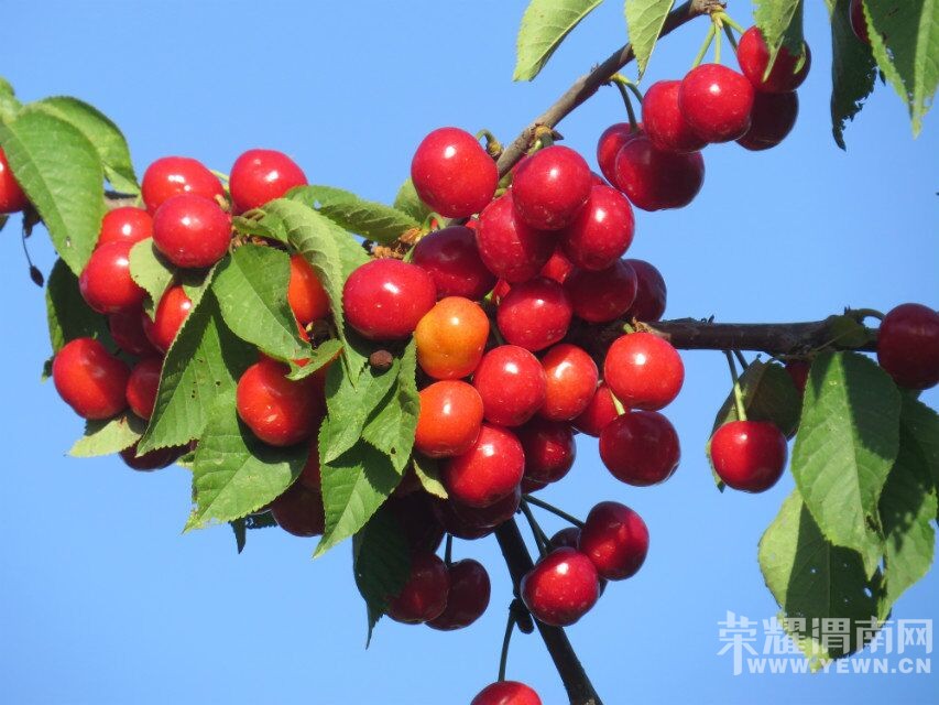 ��μ���߲����Ρ�5��22�գ������գ�����������ƺӶɿڡ�ӣ�Ҳ�ժ԰����һ����