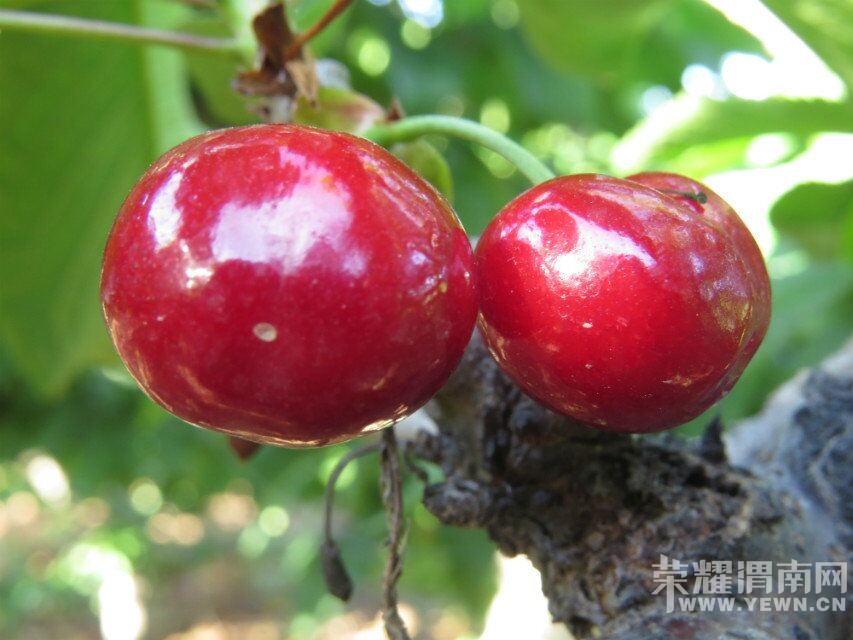 ��μ���߲����Ρ�5��22�գ������գ�����������ƺӶɿڡ�ӣ�Ҳ�ժ԰����һ����