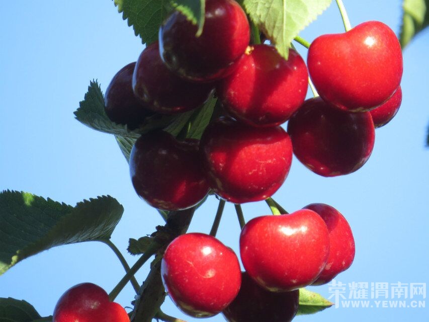 ��μ���߲����Ρ�5��22�գ������գ�����������ƺӶɿڡ�ӣ�Ҳ�ժ԰����һ����