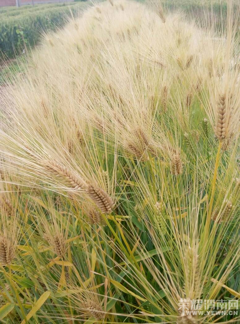 �Ի��ǣ��Ƽ����ң������ֺóԣ���ˮ�����������������