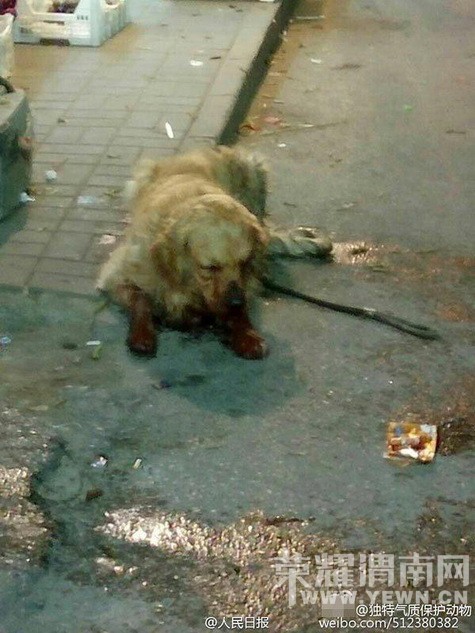 ���ò��̡���ë�������ӻ����˳��� �����˴�����ˣ�ͼ��