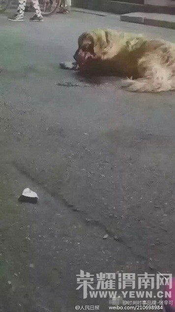 ���ò��̡���ë�������ӻ����˳��� �����˴�����ˣ�ͼ��