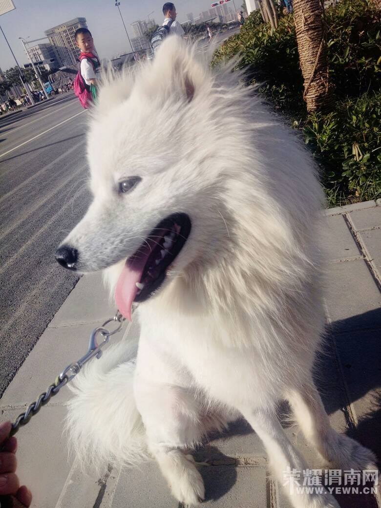 ���������ڻ������涪ʧһֻ�ǰ���ĦҮ�������⣡