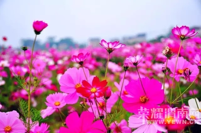 ��ǧɽԽ���⡿7��7�գ����ģ���ɽ�͸�ɣ����+��¹ԭӰ�ӻ���+�����Ļ���һ������