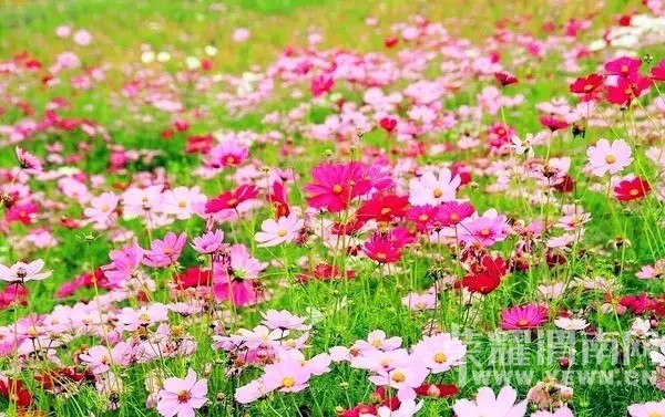 ��ǧɽԽ���⡿7��7�գ����ģ���ɽ�͸�ɣ����+��¹ԭӰ�ӻ���+�����Ļ���һ������