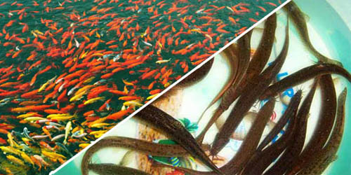 ץ��������ˮ�̣�  �������դ���ҫCiˮʪ��ſ��ʼ������������