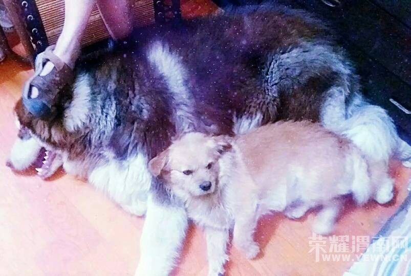 8��3�ջ�ɫС��������·�ͽ��·��ʧ�����æ��ɢ��