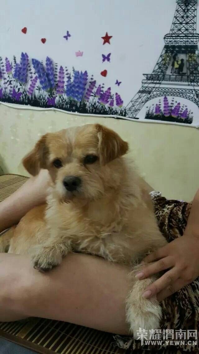 8��3�ջ�ɫС��������·�ͽ��·��ʧ�����æ��ɢ��