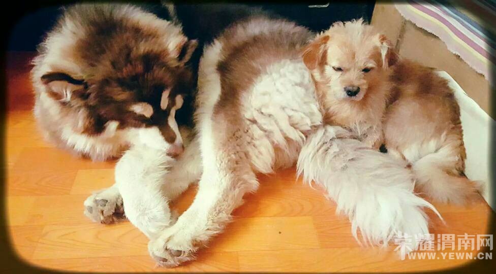 8��3�ջ�ɫС��������·�ͽ��·��ʧ�����æ��ɢ��