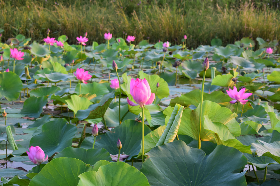 ����μ��̲2016��08��12��