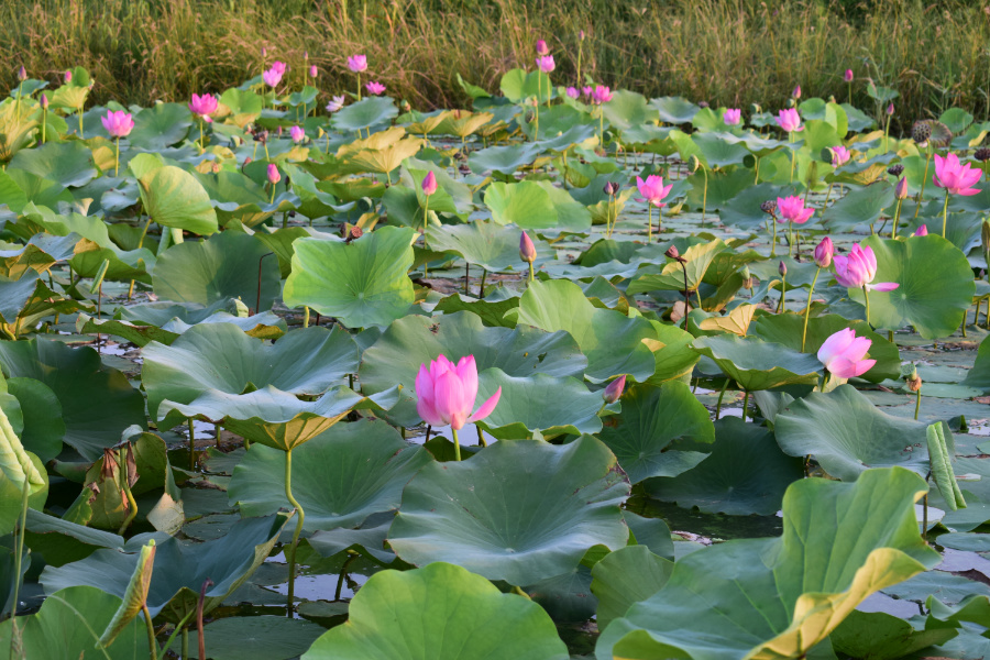 ����μ��̲2016��08��12��