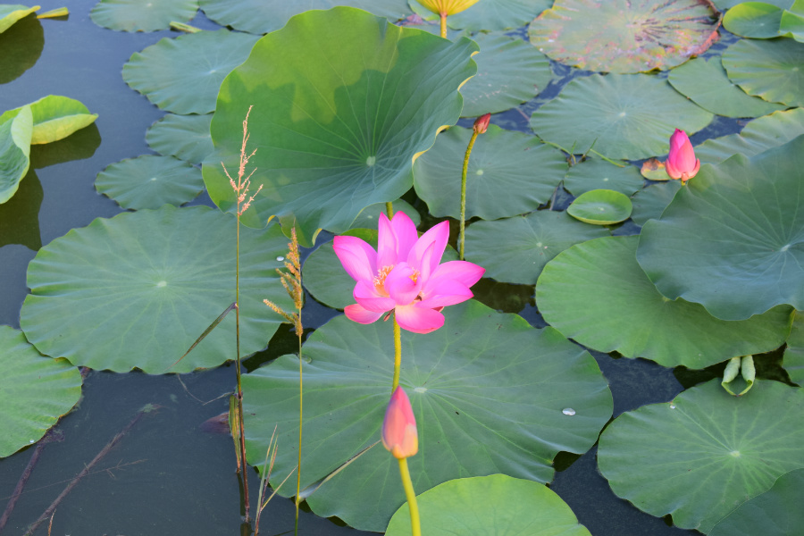 ����μ��̲2016��08��12��