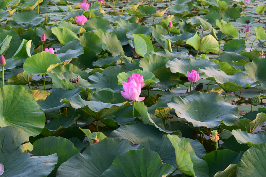 ����μ��̲2016��08��12��