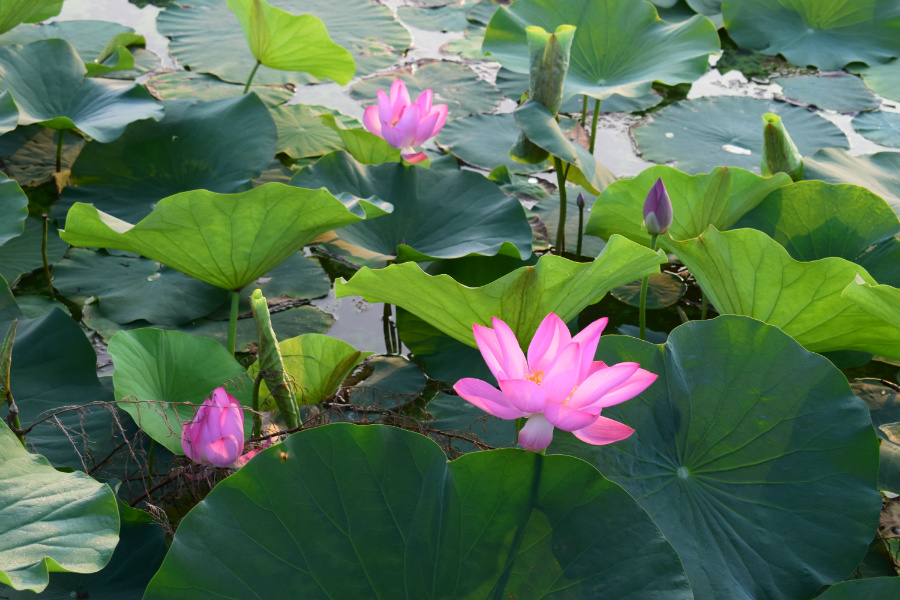 ����μ��̲2016��08��12��