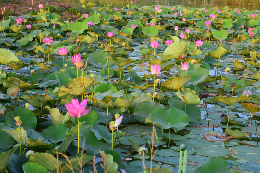 ����μ��̲2016��08��12��