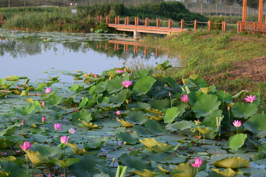 ����μ��̲2016��08��12��