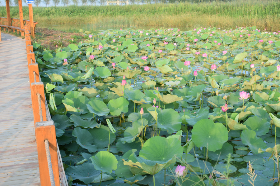 ����μ��̲2016��08��12��