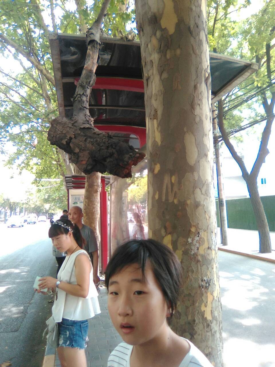 �β��󹫽�վ̨����֪ɶʱ���˵���֦����Σ�գ���