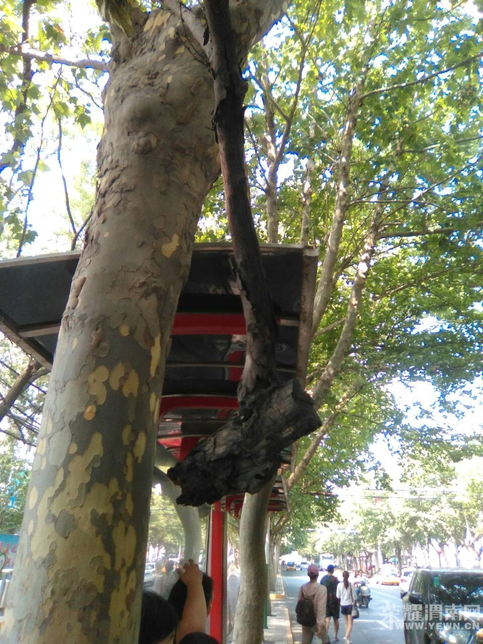 �β��󹫽�վ̨����֪ɶʱ���˵���֦����Σ�գ���