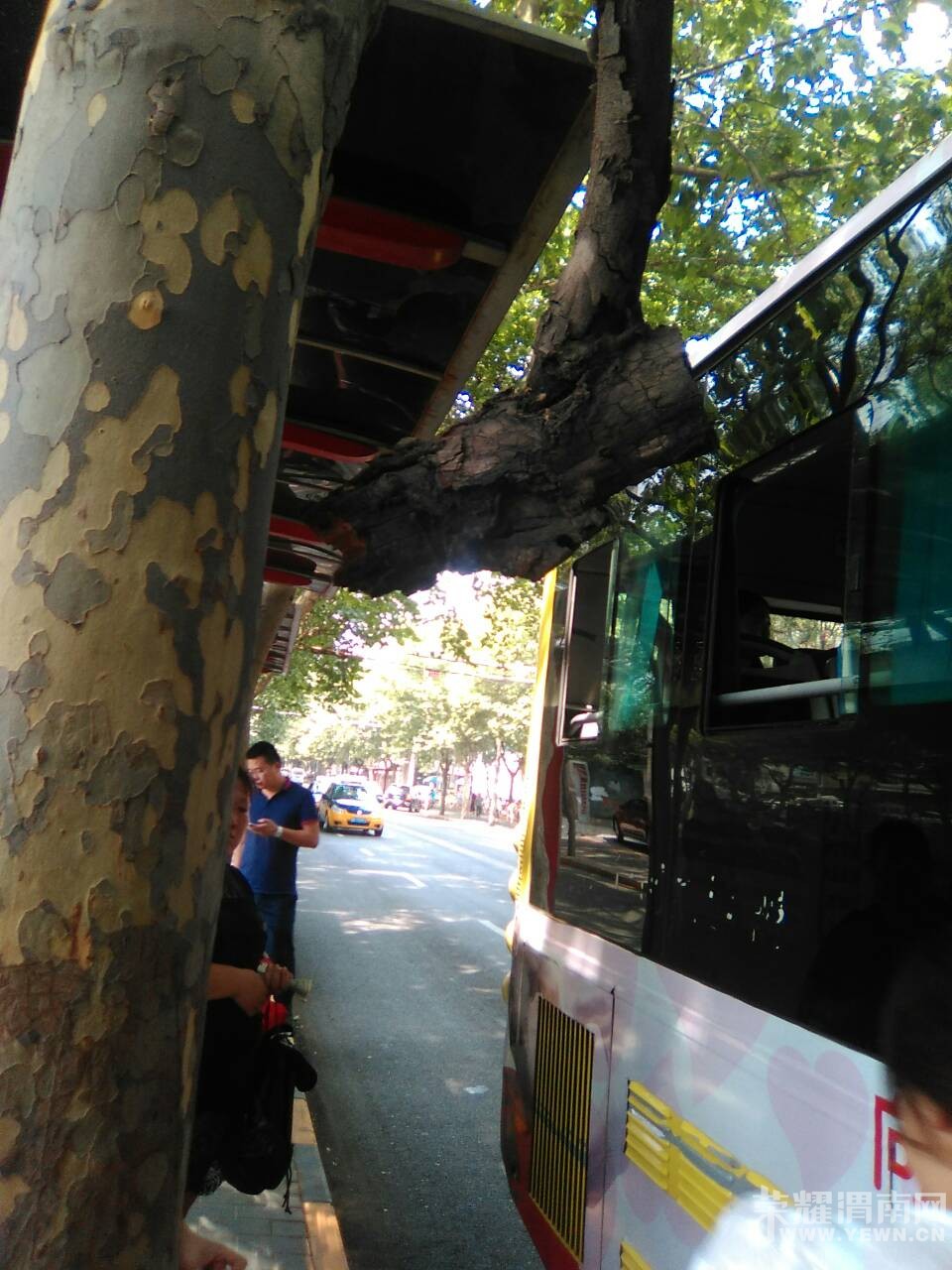 �β��󹫽�վ̨����֪ɶʱ���˵���֦����Σ�գ���