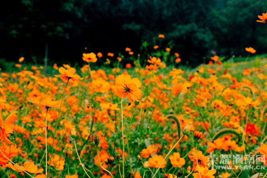 ԥ����Ͽ�ȡ�Ư���Ź��ڡ��Ƴ�����Ư���ۣ�